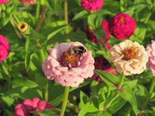 Картинка цветы цинния цветок пчела