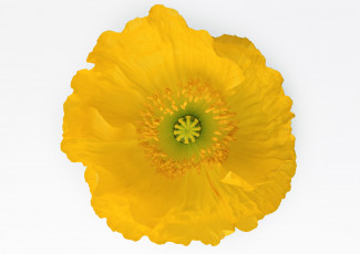 Картинка цветы маки желтый