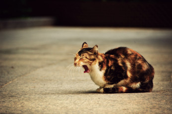 Картинка животные коты кот кошка зевота