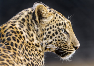Картинка животные леопарды кошка леопард профиль морда