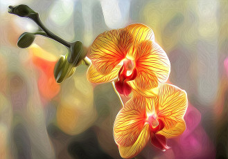 Картинка разное компьютерный+дизайн орхидея цветы