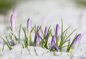 Картинка цветы крокусы снег