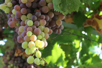 Картинка природа Ягоды +виноград ягоды гроздь виноград