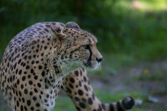 Картинка животные гепарды гепард кошка морда профиль