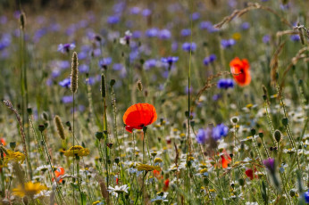 Картинка цветы луговые+ полевые +цветы луг ромашка мак трава