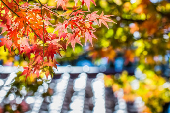 Картинка природа листья осень разноцветные ветка