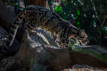 Картинка животные леопарды дымчатый леопард кошка профиль пятна
