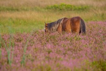 Картинка животные лошади лошадь луг пастбище трава грива