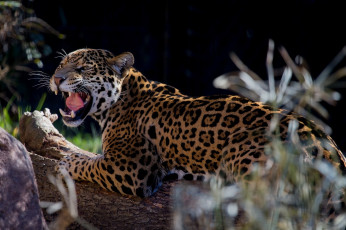 Картинка животные Ягуары ягуар кошка оскал пасть клыки язык ярость злость