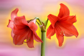 Картинка цветы амариллисы +гиппеаструмы красный