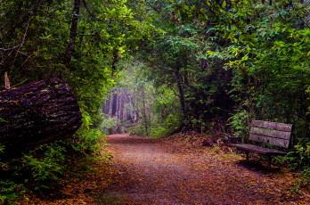Картинка природа дороги дорога лес скамейка листва