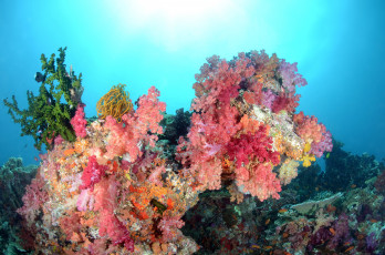 Картинка животные морская+фауна цвета подводный мир рыбки кораллы море