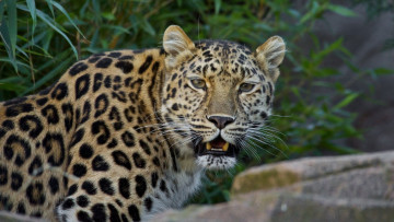 Картинка животные леопарды леопард кошка морда клыки