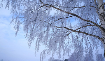 Картинка природа зима береза