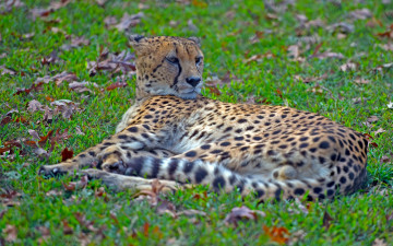 Картинка животные гепарды боке отдых гепард дикая кошка