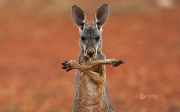 Картинка животные кенгуру лапы морда
