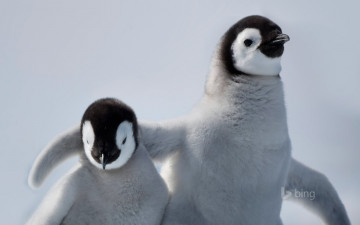 обоя животные, пингвины, семья
