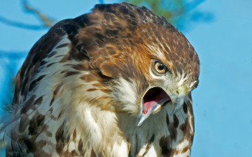 Картинка животные птицы+-+хищники краснохвостый сарыч клюв птица ястреб