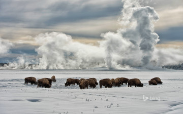 Картинка животные зубры +бизоны зима