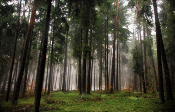 Картинка природа лес деревья осень туман
