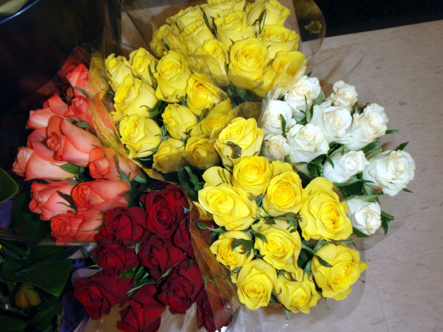 Обои картинки фото цветы, розы, белый, желтый, красный