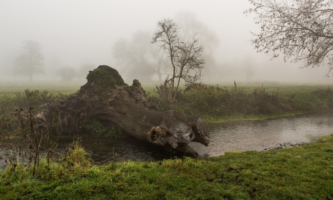 Обои картинки фото природа, реки, озера, речка, берег, пейзаж, туман, деревья