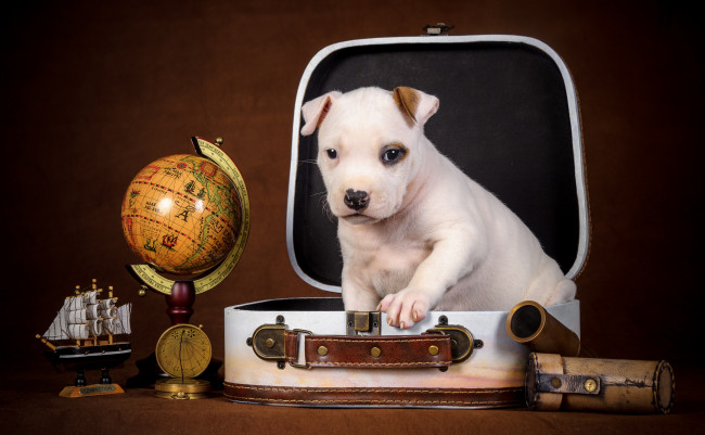 Обои картинки фото животные, собаки, глобус, щенок, чемодан