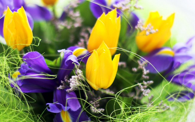 Обои картинки фото цветы, разные вместе, тюльпаны, ирисы
