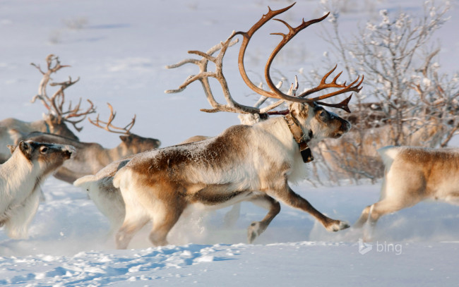 Обои картинки фото животные, олени, снег, рога