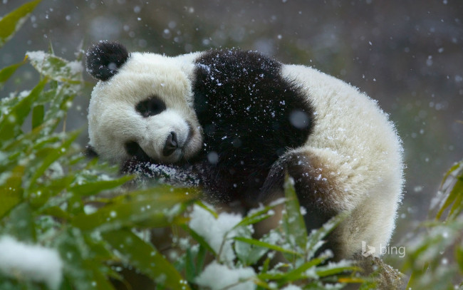 Обои картинки фото животные, панды, снег, сон