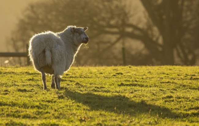 Обои картинки фото животные, овцы,  бараны, овечка, белая, свет, луг, трава