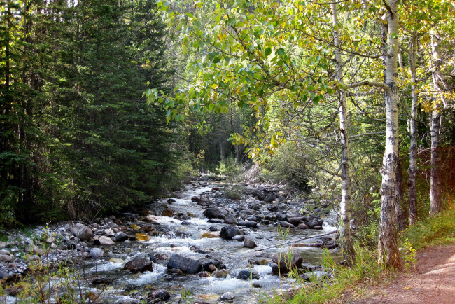 Обои картинки фото природа, реки, озера, лес, канада, альберта, ручей