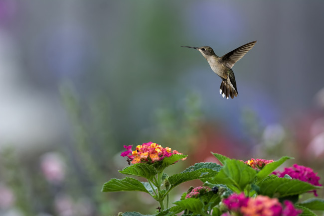 Обои картинки фото животные, колибри, полет, цветы