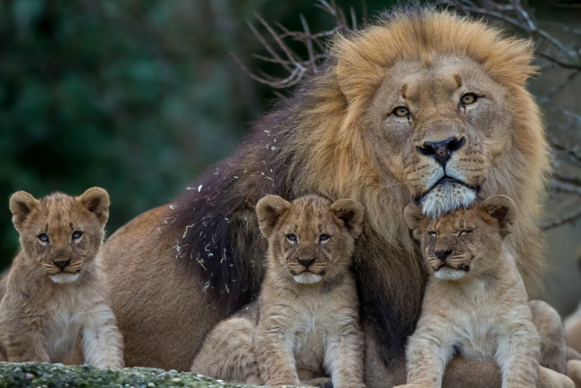 Обои картинки фото животные, львы, детёныши, котята, львята, отцовство, грива, лев