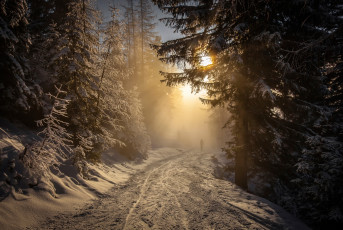 Картинка природа дороги солнце дорога снег лес