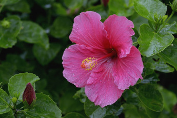 Картинка цветы гибискусы гибискус розовый макро