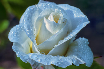 Картинка цветы розы капли лепестки роза вода роса