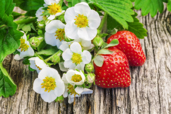 Картинка еда клубника +земляника цветы ягоды лето