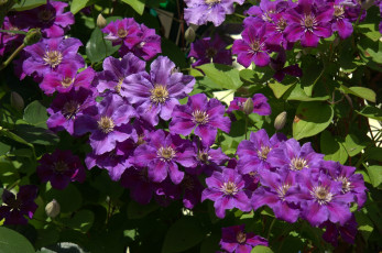 Картинка цветы клематис+ ломонос фиолетовый клематис