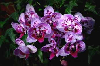 Картинка цветы орхидеи экзотика пятнистые