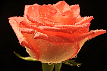 Картинка цветы розы вода роза роса капли лепестки цветок