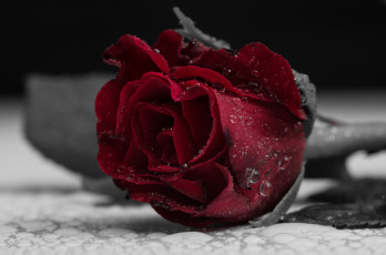 Картинка цветы розы красный макро капли лепестки цвет