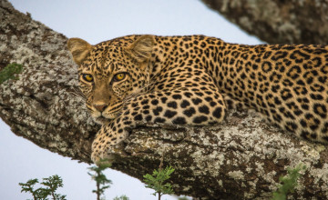 Картинка животные леопарды взгляд дерево леопард
