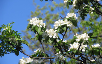 Картинка цветы цветущие+деревья+ +кустарники apple tree flowers spring красота ветки бутоны лепестки белые нежные яблоня цветение весна beauty petals white tender blossoms