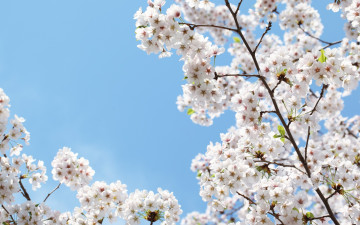Картинка цветы цветущие+деревья+ +кустарники blossoms sakura cherry flowers spring leaves petals white tender вишня цветение весна beauty сакура красота ветки лепестки белые нежные