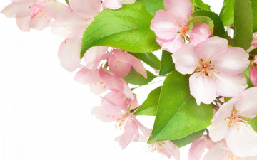 Картинка цветы цветущие+деревья+ +кустарники petals нежные pink blossoms tender white apple tree яблоня цветение весна beauty красота лепестки розовые белые flowers spring