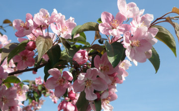 Картинка цветы цветущие+деревья+ +кустарники tender blossoms розовые apple tree лепестки flowers нежные spring яблоня цветение весна beauty leaves pink petals красота бутоны
