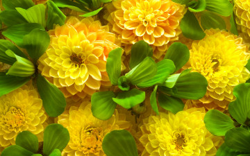 Картинка цветы хризантемы beauty autumn leaves gold petals осень красота листья yellow flowers chrysanthemum золотистые лепестки жёлтые