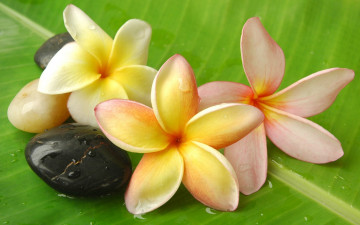 обоя цветы, плюмерия, white, flowers, frangipani, plumeria, stones, leaf, drops, dew, water, белые, франжипани, вода, камни, лист, капли, роса