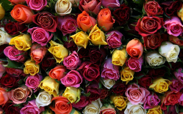 Картинка цветы розы букет разноцветные